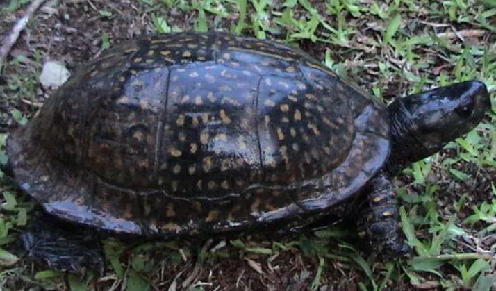 看这篇科普就够了