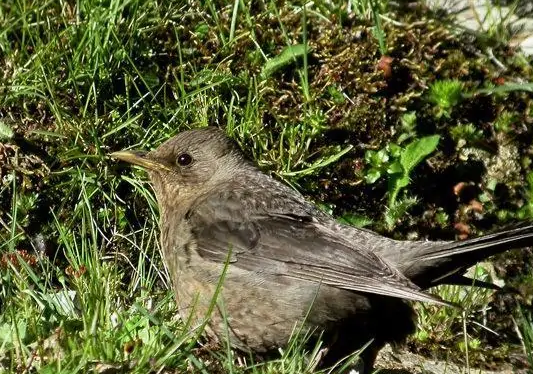 动物界的歌王反舌鸟你确定不来看看