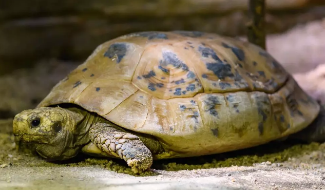 极度濒危的缅甸陆龟，快来认识一下吧
