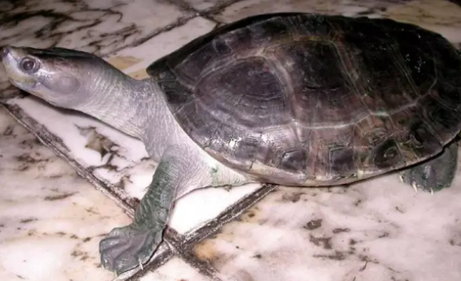 巨型棱背龟竟有这么多种涨姿势了