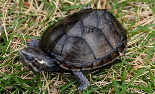 看完本文再也不会认错密西西比麝香龟