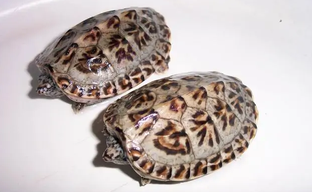 “立体油画”——三弦巨型鹰嘴泥龟，挑选技巧请查收！