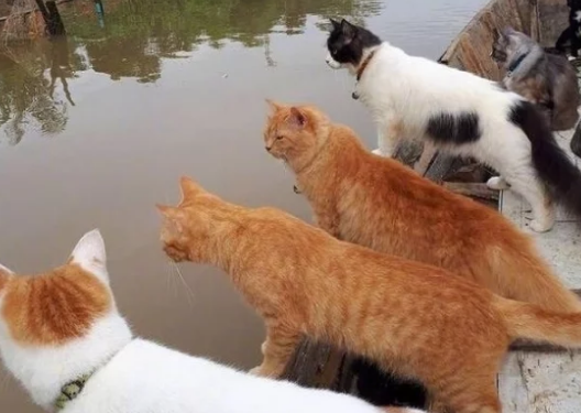 宠主带着群猫驾船捕鱼，船边站立一排猫咪，估计要把鱼都吓跑了