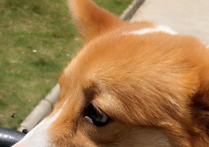 一宠主家的小柯基从小就喜欢玩逗猫棒,主人:我怀疑养了只假狗 一宠主家的小柯基从小就喜欢玩逗猫棒,主人:我怀疑养了只假狗