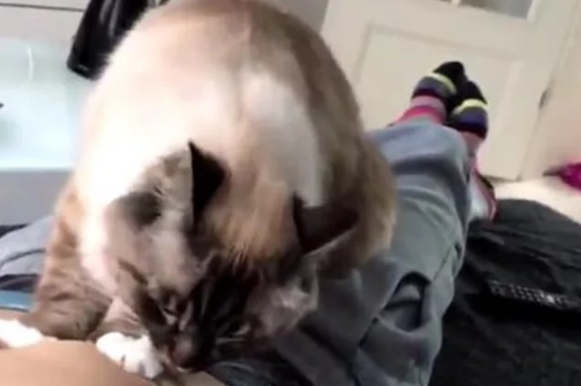 主人躺床上喊痛,猫咪听见后主动帮主人按摩,网友:好想偷走 主人躺床上喊痛,猫咪听见后主动帮主人按摩,网友:好想偷走