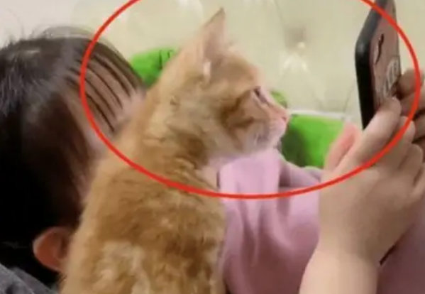 5岁女儿跟小猫一起看手机,宝妈:下一秒把人给笑翻 5岁女儿跟小猫一起看手机,宝妈:下一秒把人给笑翻