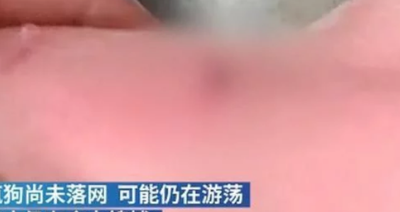 注意安全!江苏南通发现一条疯狗四处游荡,已咬伤21人 注意安全!江苏南通发现一条疯狗四处游荡,已咬伤21人