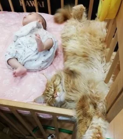 四只缅因猫聚在婴儿床上，守护自己家小主人，但也可能是像蹭床睡