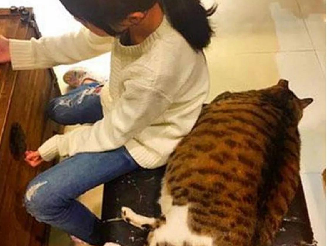 三个月前将猫咪交给妈妈,如今看见猫咪傻了眼,这是谁家的猫? 三个月前将猫咪交给妈妈,如今看见猫咪傻了眼,这是谁家的猫?