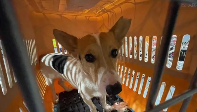 79只中国遗弃犬历经10个月飞抵纽约,各州居民喜迎家庭新成员 79只中国遗弃犬历经10个月飞抵纽约,各州居民喜迎家庭新成员