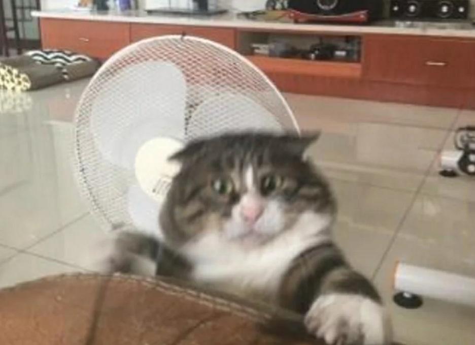 猫咪扒在沙发上玩，突然失足掉落时，露出的表情让人笑喷了！