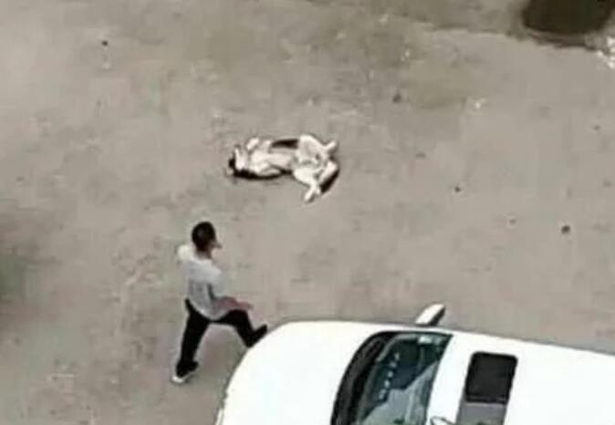 回到家不见二哈,趴在窗户上一看瞬间气哭,主人:傻狗,我不要了 回到家不见二哈,趴在窗户上一看瞬间气哭,主人:傻狗,我不要了