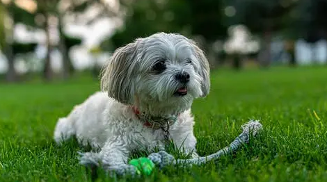 贵宾犬出现分离焦虑，广州专业训犬学校通过什么方法训练纠正
