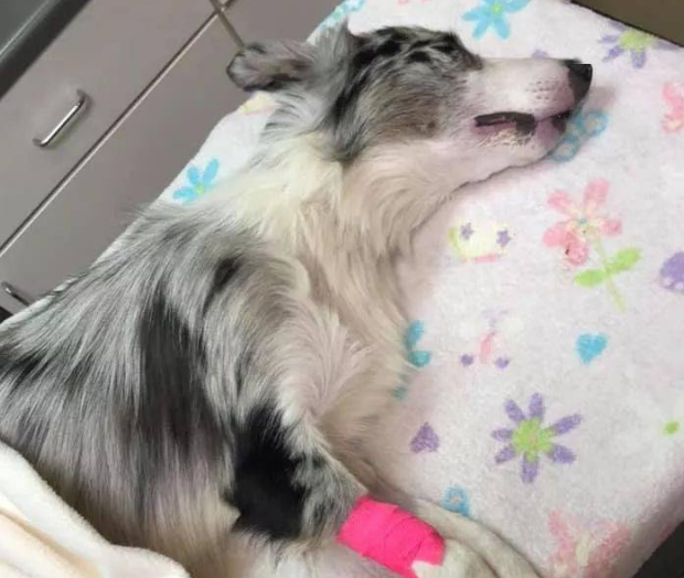 主人带狗狗去河里游泳，但半小时后……狗狗竟然脑死亡！