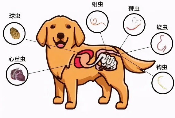主人在厨房切莲雾，柯基秒飘到门边逼视：给偶交出来！