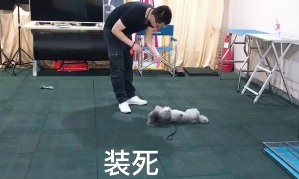 贵宾犬出现分离焦虑，广州专业训犬学校通过什么方法训练纠正