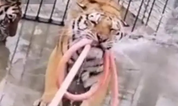 河南俩虎出逃咬死饲养员,猫狗皆已臣服,为何老虎至今无法驯化? 河南俩虎出逃咬死饲养员,猫狗皆已臣服,为何老虎至今无法驯化?