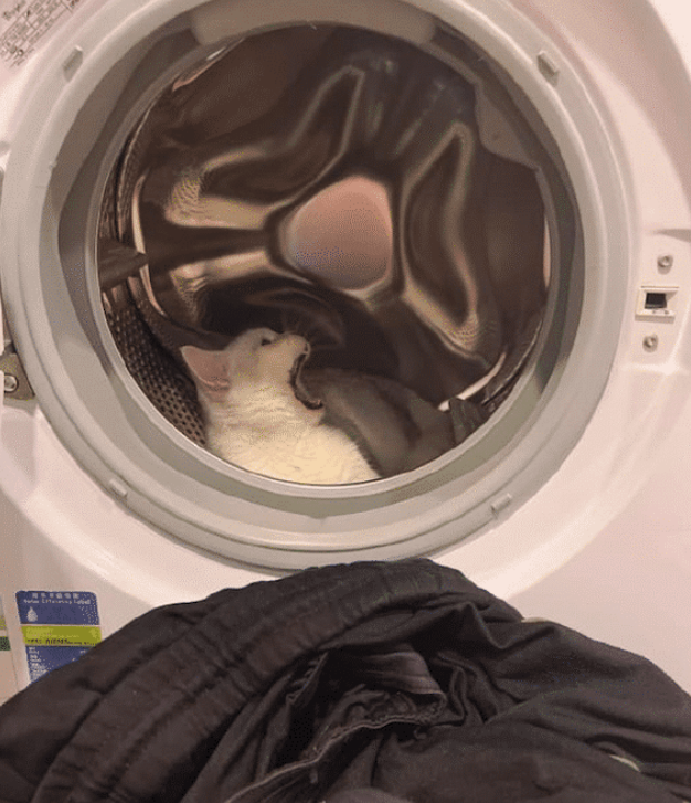 主人想洗衣服,猫咪却钻进洗衣机里不出来,猫:有本事把我洗了! 主人想洗衣服,猫咪却钻进洗衣机里不出来,猫:有本事把我洗了!