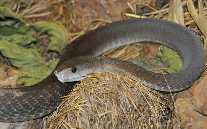 来自非洲的死神:黑曼巴蛇
