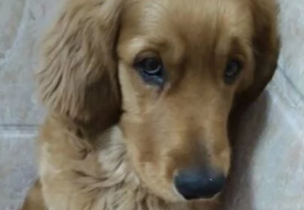狗狗临终前咬了小主人一口，却因此而救了他的命
