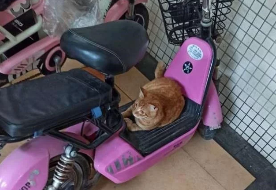 当一群流浪猫，担任起“看车管家”，我再也不用锁车了