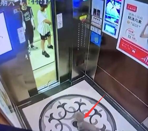 粗心!男子牵狗欲乘电梯,等同伴时门关闭,狗被夹吊电梯内狂挣扎 粗心!男子牵狗欲乘电梯,等同伴时门关闭,狗被夹吊电梯内狂挣扎