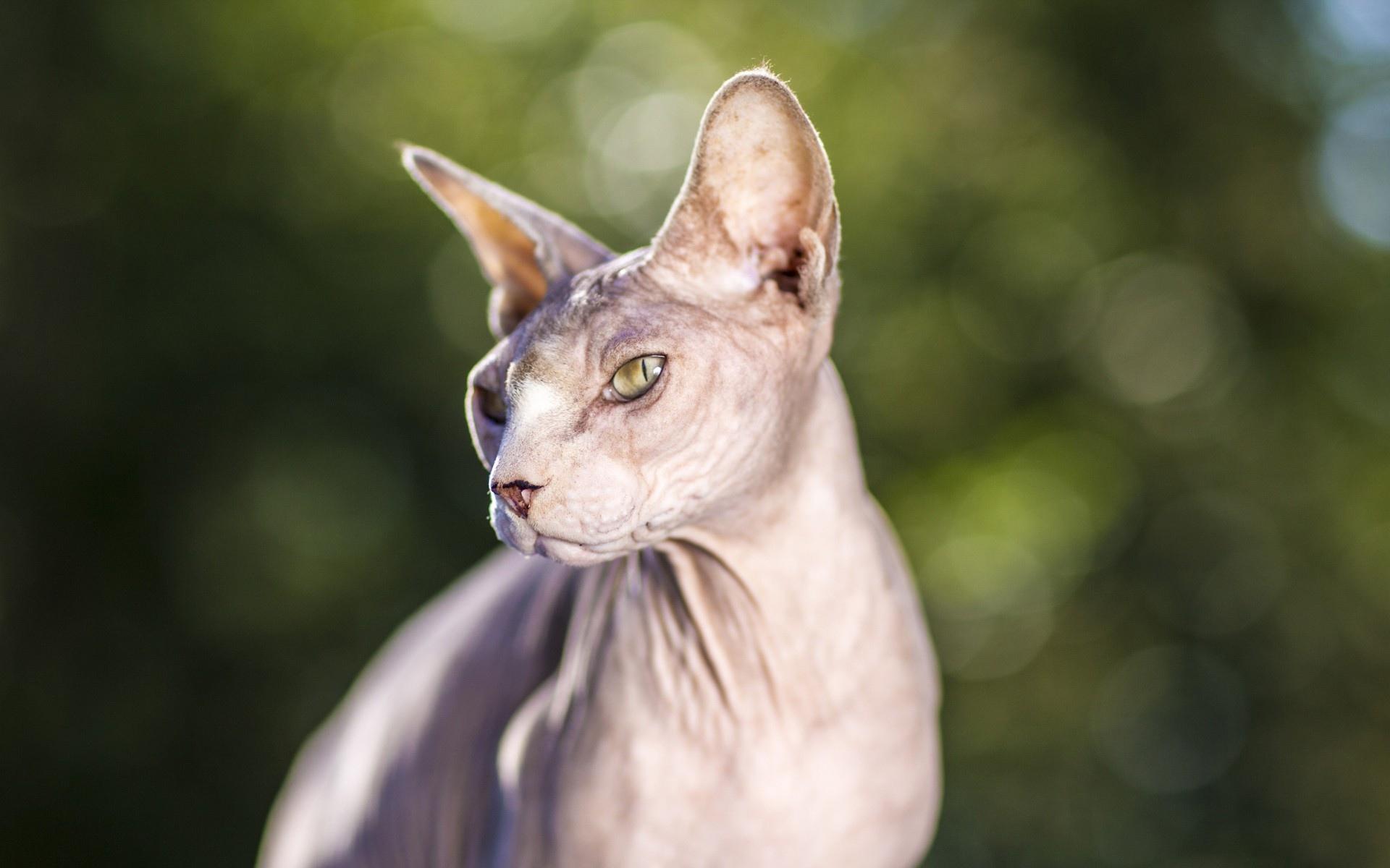 温柔的斯芬克斯猫，凶狠攻击自己的主人，原因居然让所有人心疼