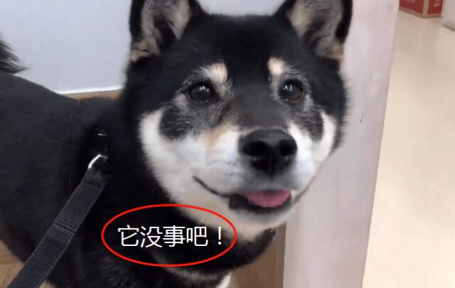 黄柴正在打针,黑柴却担心得快要哭了,患难见真情啊 黄柴正在打针,黑柴却担心得快要哭了,患难见真情啊