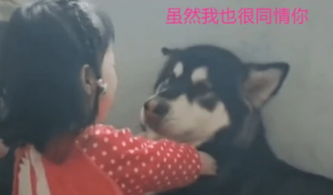 5岁女儿跟小猫一起看手机,宝妈:下一秒把人给笑翻 5岁女儿跟小猫一起看手机,宝妈:下一秒把人给笑翻