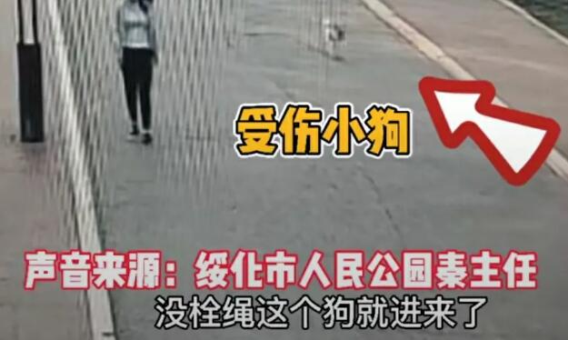 绥化市人民公园闯入一只未牵绳的宠物狗，公园保安发现后立即前去追捕！