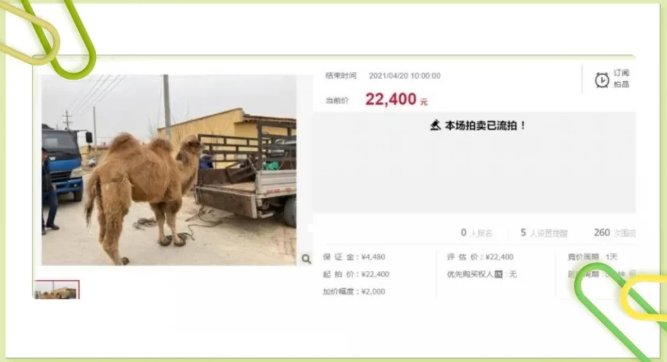 司法拍卖骆驼、鳄鱼！还有野猪一万斤起拍