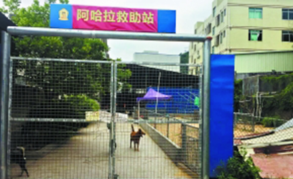 夫妻卖深圳2套房养百余流浪狗 每年花二三十万 夫妻卖深圳2套房养百余流浪狗 每年花二三十万