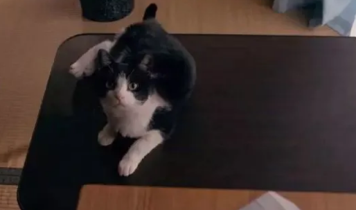 盘点猫奴作家：那些热爱猫咪的文人们啊……
