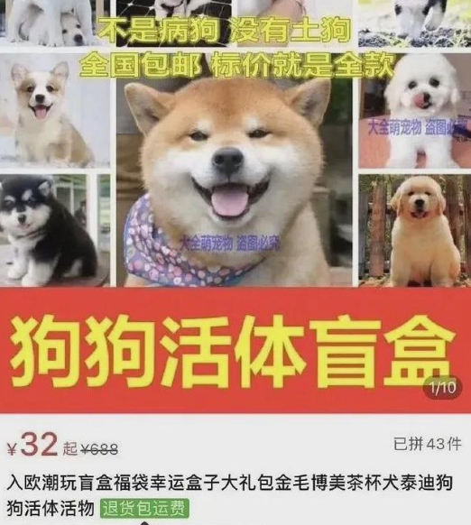 “带血的生意”盯上青少年 专家：“宠物盲盒”危险重重