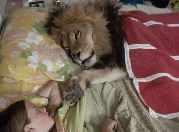 河南俩虎出逃咬死饲养员,猫狗皆已臣服,为何老虎至今无法驯化? 河南俩虎出逃咬死饲养员,猫狗皆已臣服,为何老虎至今无法驯化?