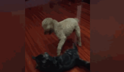 有猫了还想养其它宠物?网友:我看你是疯了 有猫了还想养其它宠物?网友:我看你是疯了