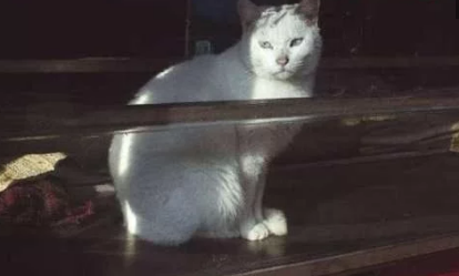 当一群流浪猫，担任起“看车管家”，我再也不用锁车了