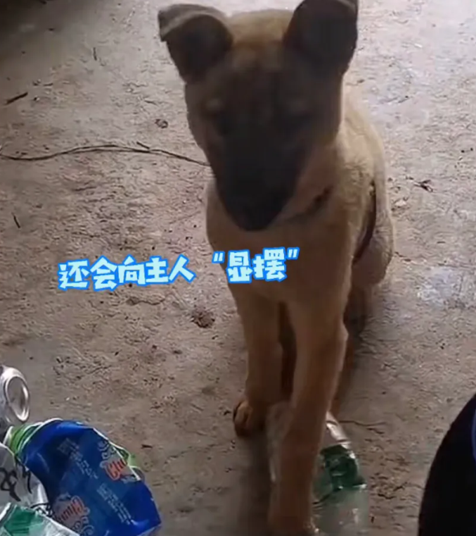 重庆一小伙捡了一只流浪狗回家，没想到这只流浪狗后来成了网红狗