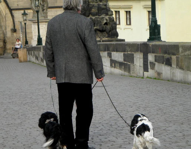 养犬新规实行，不文明养，不仅缺德还违法！