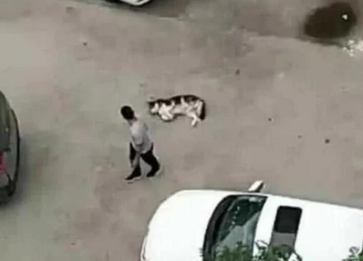 回到家不见二哈,趴在窗户上一看瞬间气哭,主人:傻狗,我不要了 回到家不见二哈,趴在窗户上一看瞬间气哭,主人:傻狗,我不要了