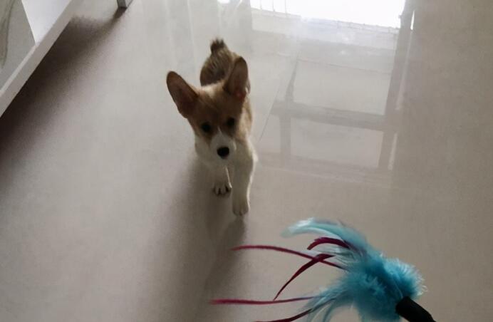 一宠主家的小柯基从小就喜欢玩逗猫棒,主人:我怀疑养了只假狗 一宠主家的小柯基从小就喜欢玩逗猫棒,主人:我怀疑养了只假狗