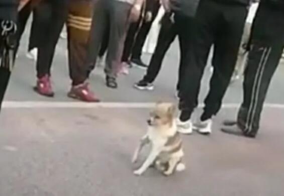 绥化市人民公园闯入一只未牵绳的宠物狗，公园保安发现后立即前去追捕！
