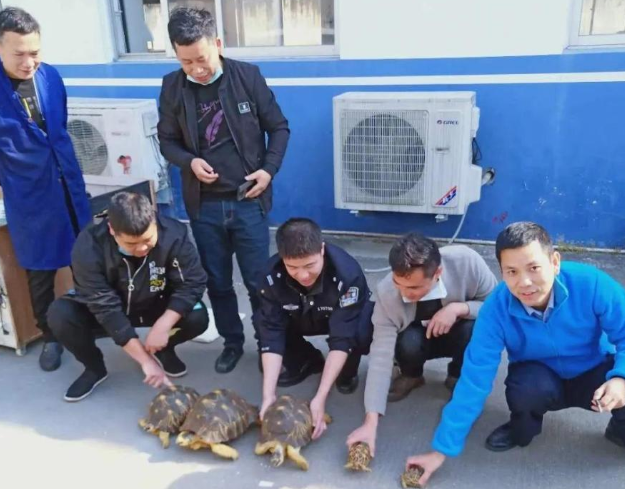 饲养珍稀陆龟，浙江台州31人涉嫌犯罪！