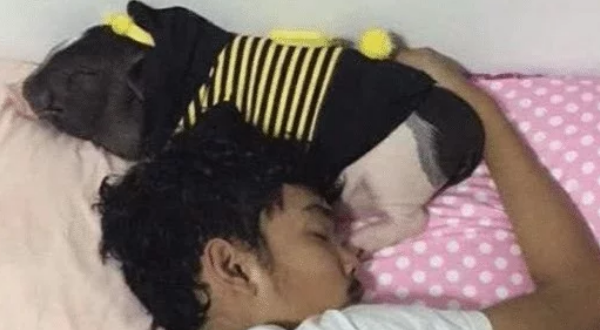 男子养了一只宠物猪,每天照顾的无微不至,一年后噩梦开始了! 男子养了一只宠物猪,每天照顾的无微不至,一年后噩梦开始了!