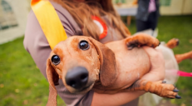 网友求助：都说萨摩耶犬是撒手没，为什么我家的是撒不开手？