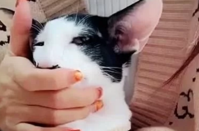 女子跟朋友抱怨自家猫咪丑，朋友不信，不料看到照片后纷纷笑喷