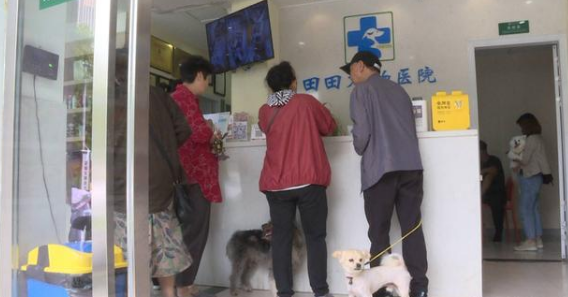 在芜湖打疫苗、办犬证，狗狗也要有“身份”