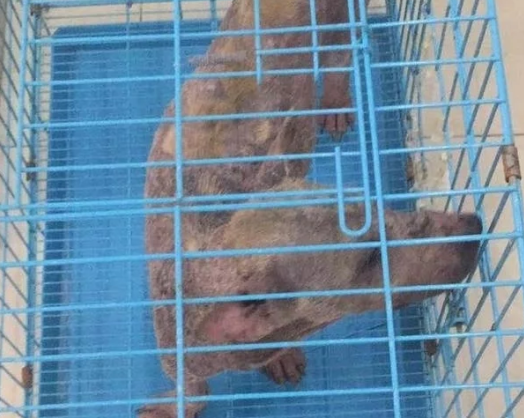 路边救助了一只魔鬼般的流浪狗,1个月后,它长出了大将风范 路边救助了一只魔鬼般的流浪狗,1个月后,它长出了大将风范