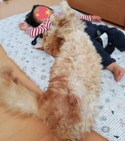 四只缅因猫聚在婴儿床上，守护自己家小主人，但也可能是像蹭床睡