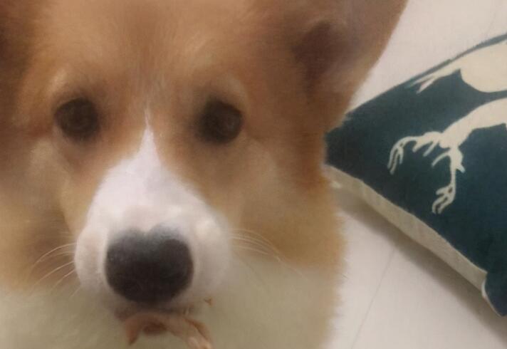 一宠主家的小柯基从小就喜欢玩逗猫棒,主人:我怀疑养了只假狗 一宠主家的小柯基从小就喜欢玩逗猫棒,主人:我怀疑养了只假狗